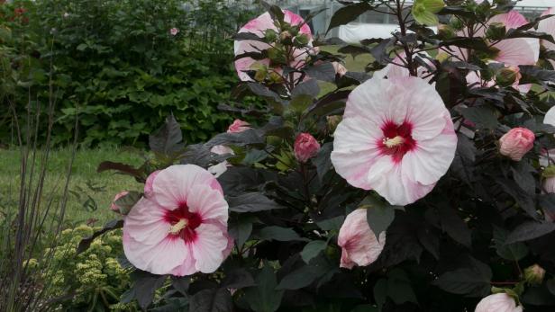 Perfect Storm Hibiscus Perfect Storm Hibiscus