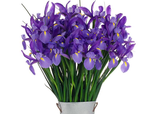 'Telstar' Dutch Iris 'Telstar' Dutch Iris