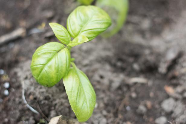 Choosing plants for your herb garden. Choosing plants for your herb garden.
