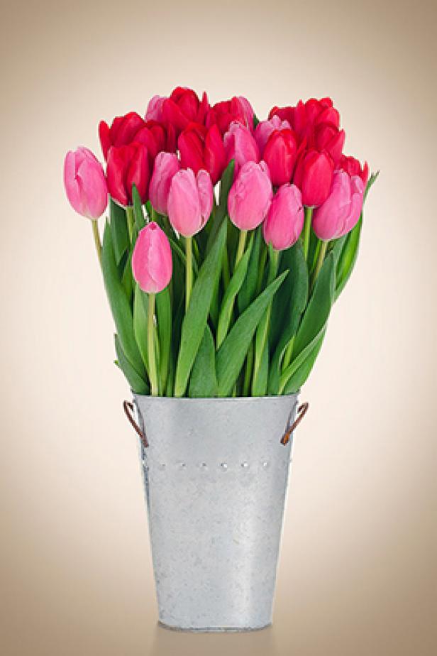 Pink and Red Tulips tulips