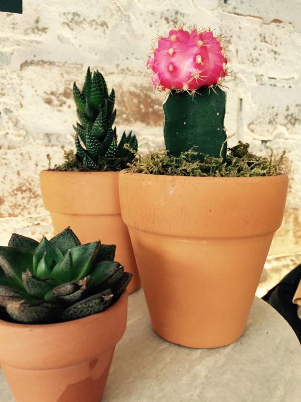 Succulent Plants Succulent Plants