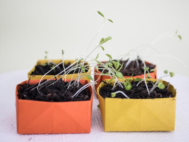 How to make paper seed starters Herbs growing in paper seed starters.