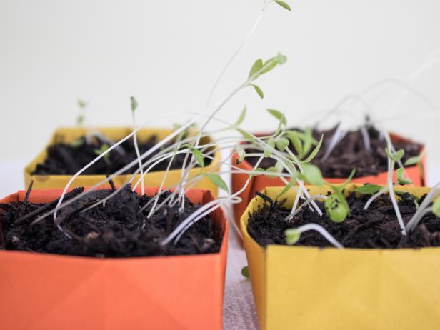 Paper seed starters for an herb garden.