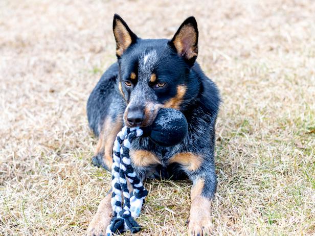 Dog with Fleece Toy in Mouth Dog with Fleece Toy in Mouth