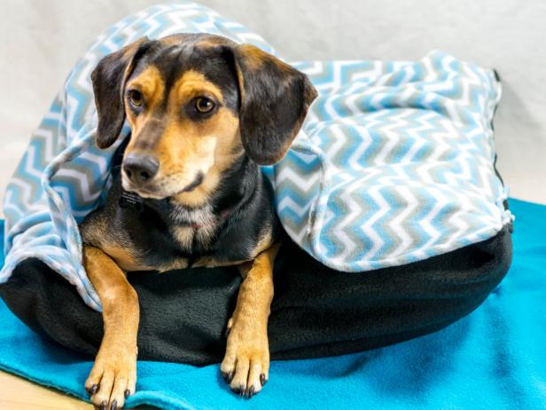 Dog Laying in Pet Bed with Blanket Dog Laying in Pet Bed with Blanket