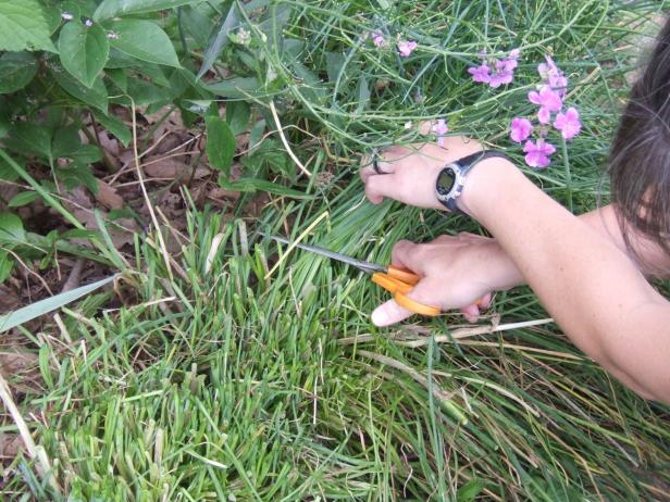 Trimming Chives Controlling Aphids on Chives by Clipping Stems