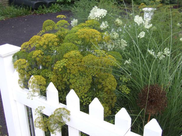 Dill and Queen Anne’s Lace Flowers Umbel Flowers of Dill and Queen Anne’s Lace