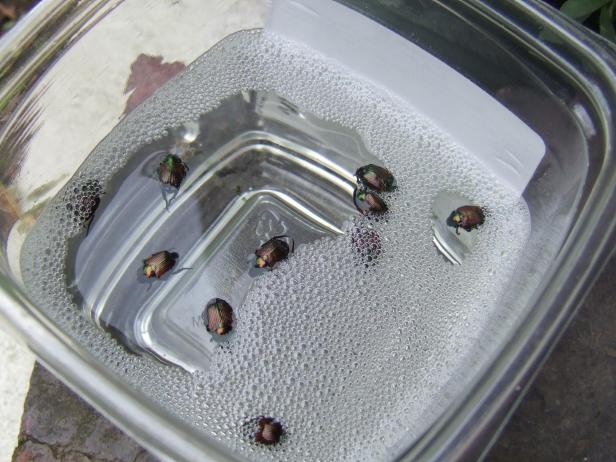 Soapy Water with Japanese Beetles Sudsy Water for Pest Control