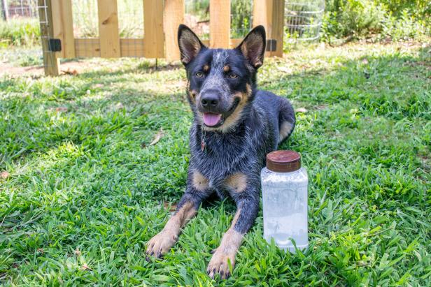 DIY Dry Shampoo for Dogs DIY Dry Shampoo for Dogs