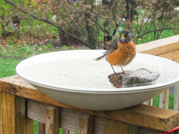 Robin in Birdbath Robin in Birdbath