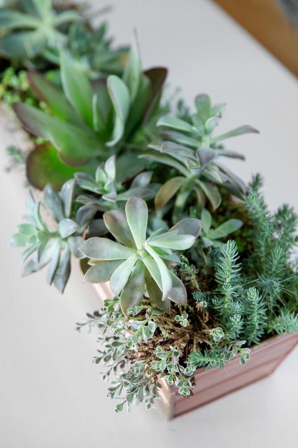 Hardy Succulents Dining Room at DIY Network Blog Cabin 2016