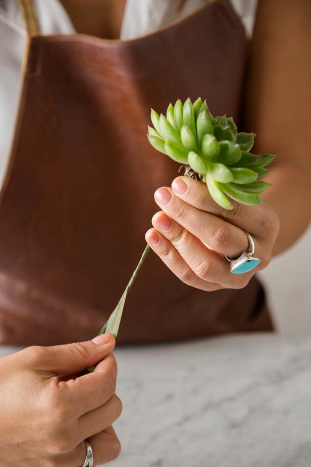 Finish Wrapping the Succulent succulent