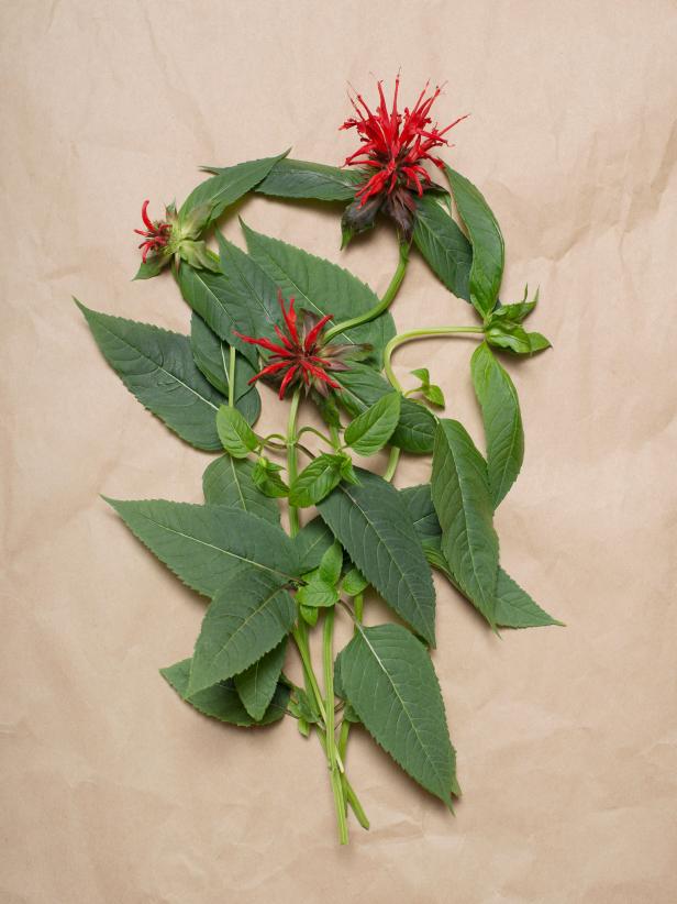 Bee Balm/Bergamot Bee Balm/Bergamot