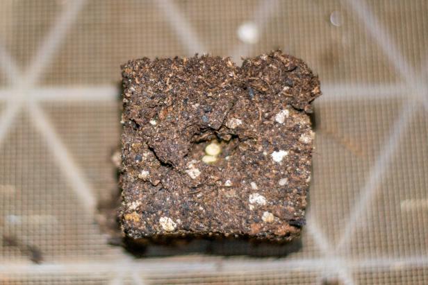Single Soil Block with Seeds Soil Block with Seeds