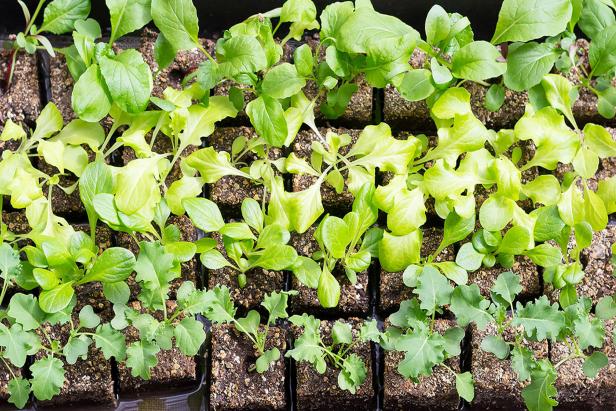 Seedlings in Soil Blocks Seedlings in Soil Blocks
