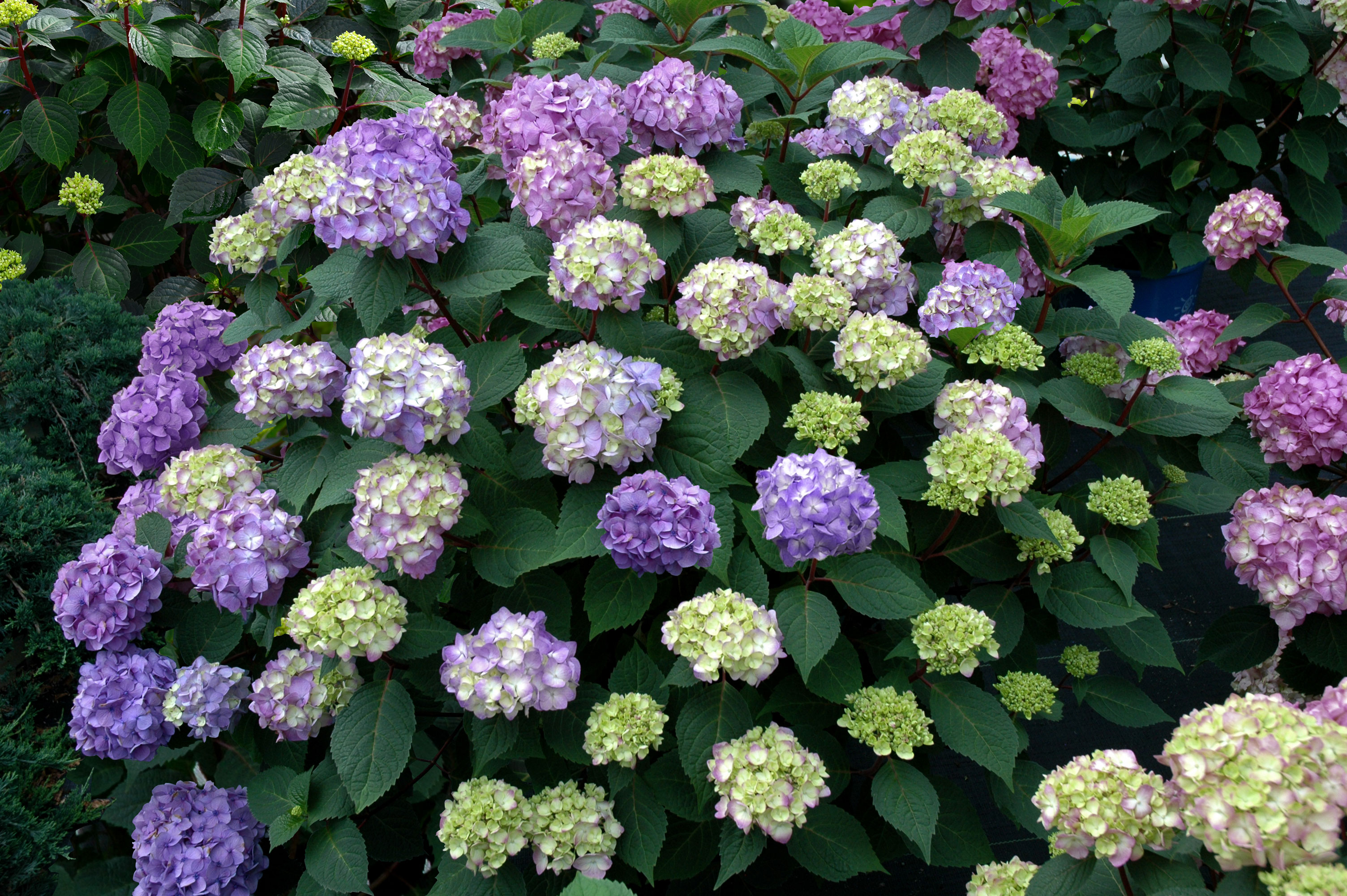 shade loving plants