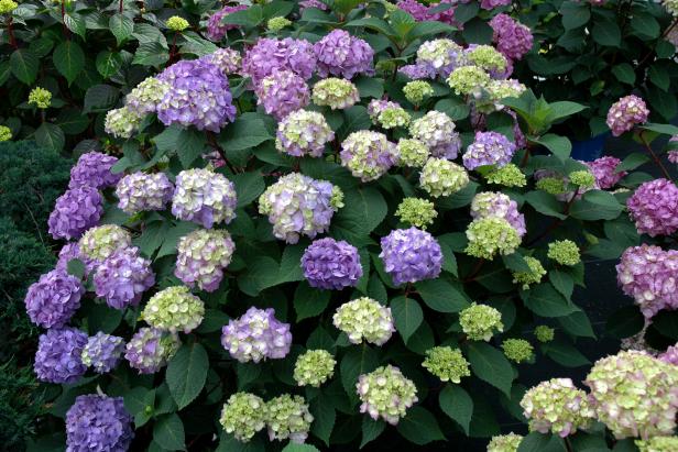 'Bloomstruck' Hydrangea 'Bloomstruck' Hydrangea
