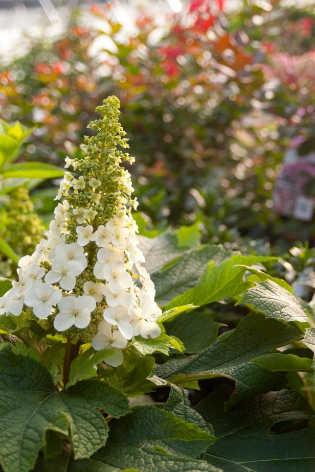 Hydrangea 'Jetstream' Hydrangea 'Jetstream'