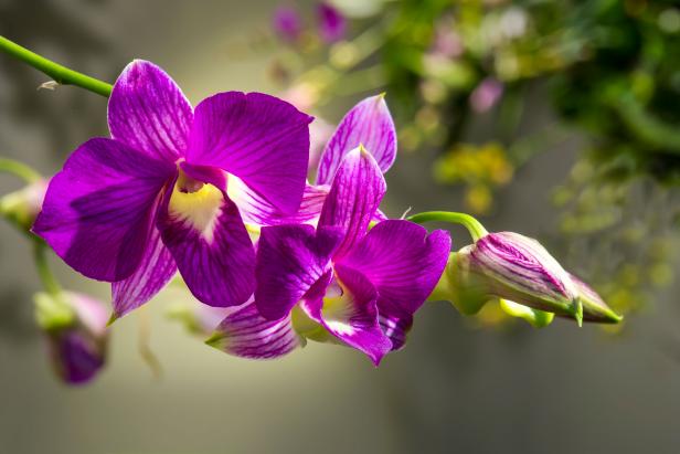 Orchid Flower Stem Orchid Flower Stem