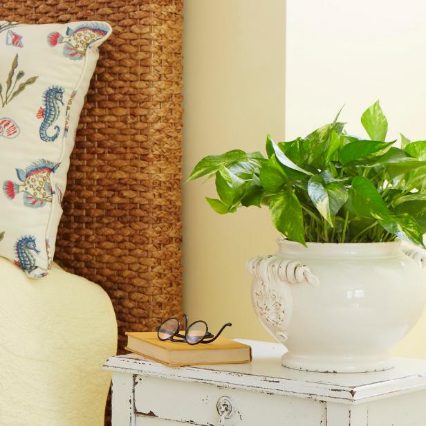 Golden Pothos Houseplant Golden Pothos Houseplant