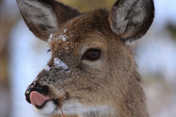 Deer With Tongue Sticking Out Deer With Tongue Sticking Out