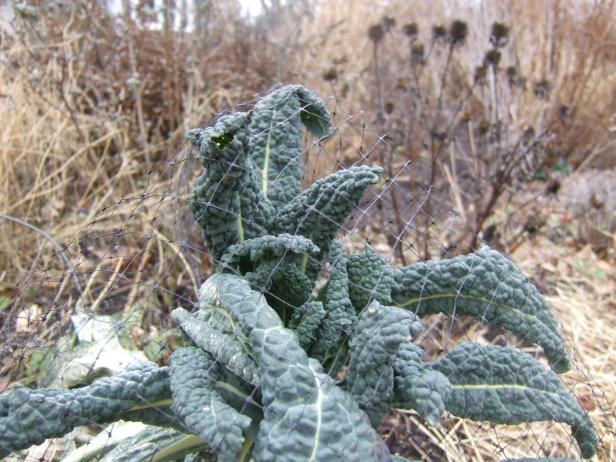 Bird Netting Over Tuscan Kale Bird Netting Over Tuscan Kale