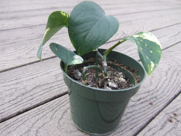 Golden Pothos After Pruning Golden Pothos After Pruning