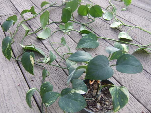 Pothos Plant Long Vines Pothos Plant Long Vines