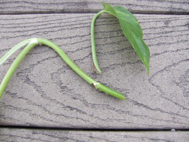 Remove Leaf On Pothos Stem Cutting Remove Leaf On Pothos Stem Cutting