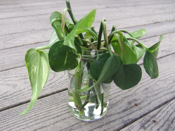 Golden Pothos Stem Cuttings In Water Golden Pothos Stem Cuttings In Water