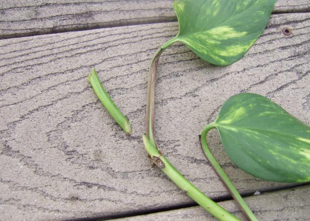 Shorten Stem Stub Above Leaf Shorten Stem Stub Above Leaf