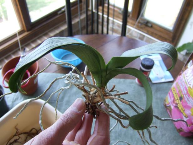 Orchid Root System After Pruning Orchid Root System After Pruning