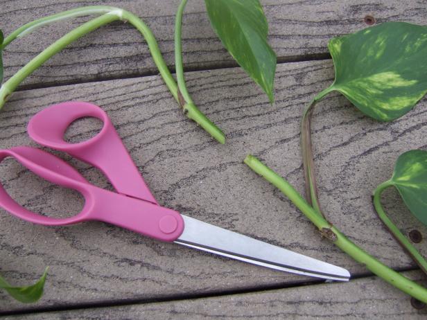 Taking Cutting Of Pothos Vine Taking Cutting Of Pothos Vine