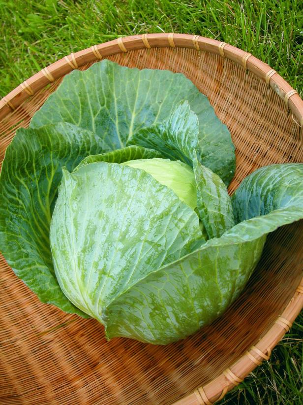 Hybrid Cabbage Hybrid Cabbage