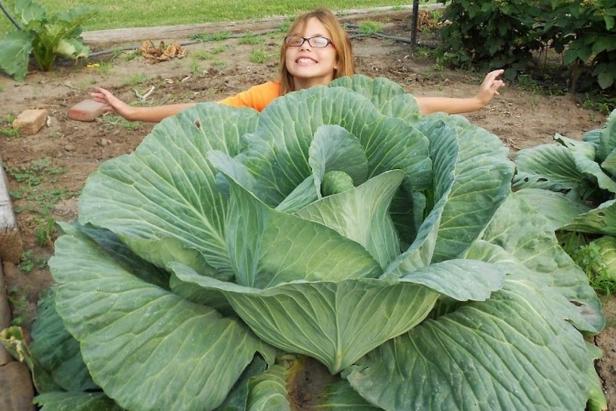 Kansas State Winner Baylee Newberry with Cabbage Kansas State Winner Baylee Newberry with Cabbage