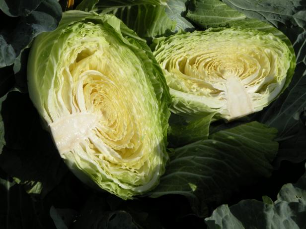 Big Flat Head Cabbage Big Flat Head Cabbage