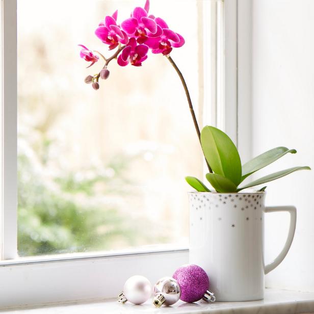 Phalaenopsis Orchid Moth Orchid For Holiday Color