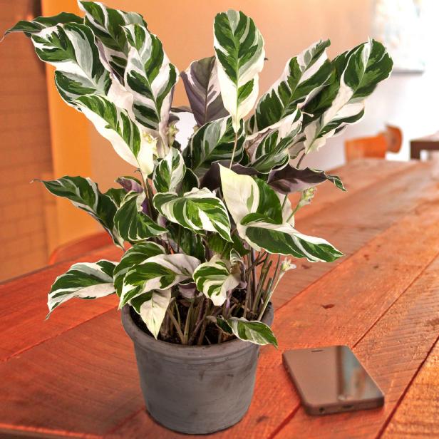 ‘White Fusion’ Calathea Peacock Plant Houseplant