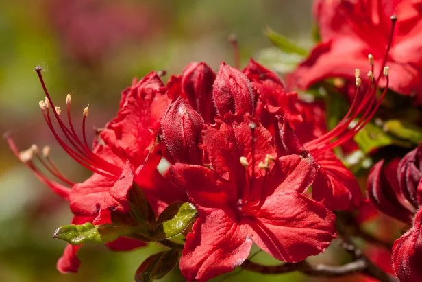 Hardy Azalea