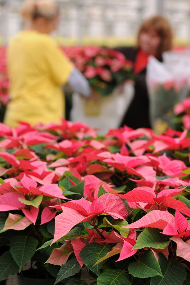 Poinsettia 'Christmas Feelings' Pink Poinsettia 'Christmas Feelings' Pink