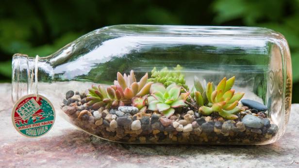 Succulents in Milk Bottle Terrarium Succulents in Milk Bottle Terrarium