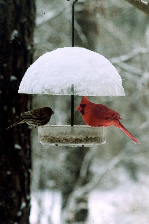Cardinal at Feeder Cardinal at Feeder