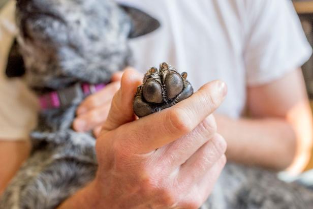 Soothing Paw Balm for Dogs Paw Soothing Paw Balm for Dogs Paw