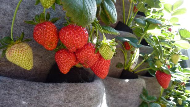 Strawberry Plant In Vertical Wall Planter Strawberry Plant In Vertical Wall Planter