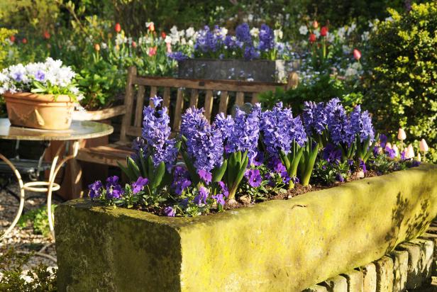 Dutch Hyacinths With Pansy Dutch Hyacinths With Pansy