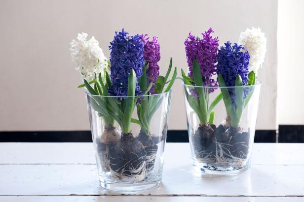 Forced Dutch Hyacinth Bulbs In A Vase Forced Dutch Hyacinth Bulbs In A Vase