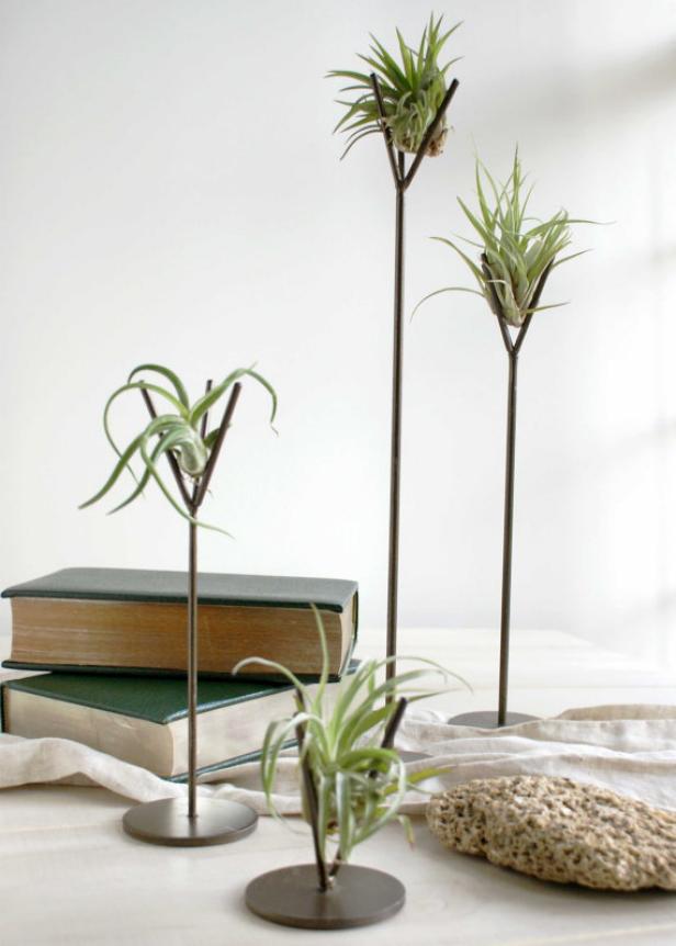 Air Plant Stands Air Plant Stands