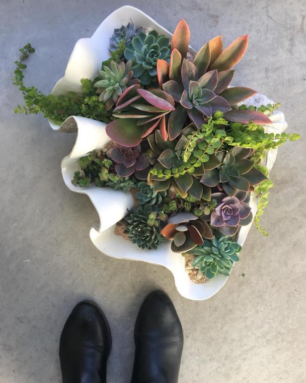 Custom Succulent Terrarium in a Clamshell Custom Succulent Terrarium in a Clamshell