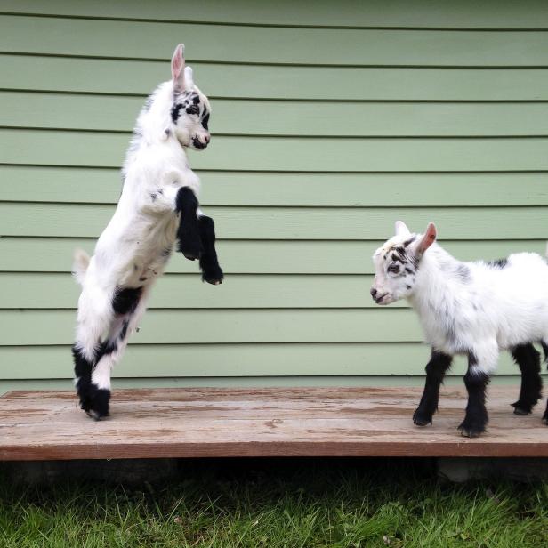 Goats Jax and Opie goats