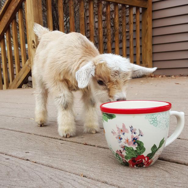 Goat With Teacup Goat With Teacup